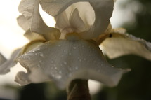 Dew on a white iris.