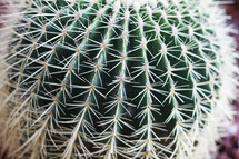 spines on a cactus ball 
