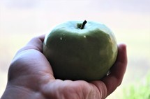 hand holding out an apple 