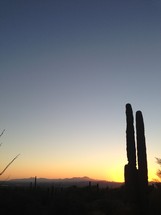 silhouette of a cactus in a desert at sunset 