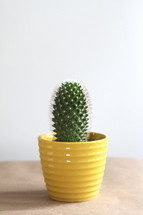 potted cactus 