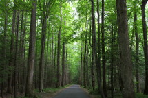 A road through a forest of tall trees.