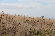 field of dense brown grasses and plants 
