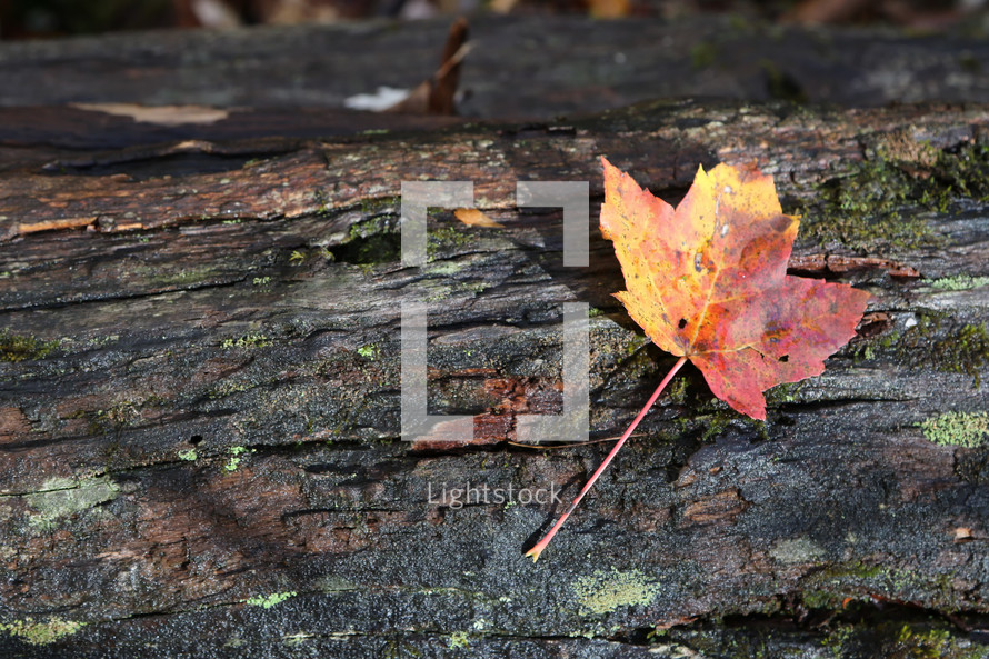 fall leaf on a log 