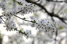 White spring blossom 