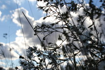 Silhouette of weeds under the clouds.