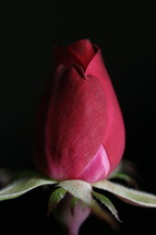 red rose bud 