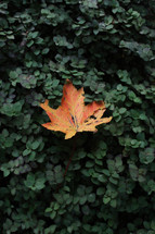 yellow fall leaf on a green bush 