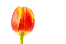 wet red tulip flower 