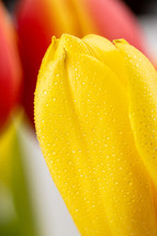 macro yellow tulip 