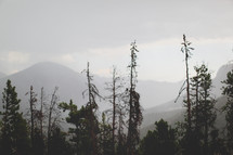 pine forest and a fog covered mountain peak