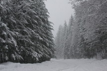 Snow covered pine trees