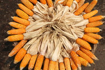 Basket of dried corn or maize with peeled back husk