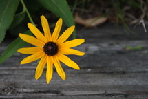 Sunflower plant