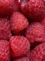 Closeup of red raspberries 