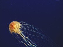 jellyfish in the sea 