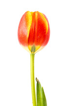 wet red tulip 