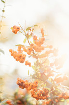 orange berries in sunlight