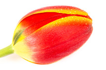 macro red tulip flower 