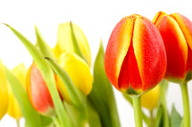 red and yellow tulips 
