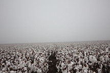 cotton field 