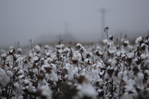 cotton field 