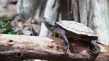 Close up view of the turtle