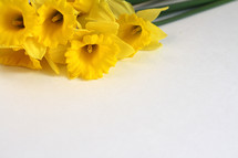 yellow daffodils on white 