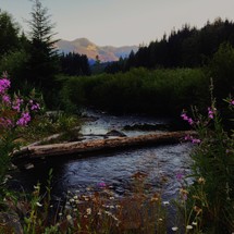 Flowers surrounding a beautiful mountain stream