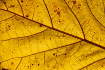 Closeup of veins on a yellow leaf