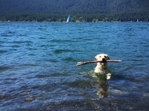 a dog fetching a stick in a lake 
