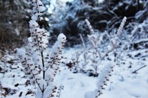 plants covered in snow 