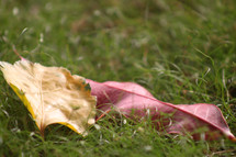 closeup of fall leaves in grass 