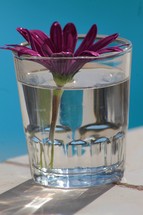 purple flower in a glass of water 