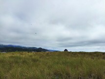 field of tall coastal grasses 