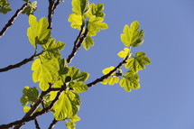 Sunlight on green spring leaves against a blue sky.