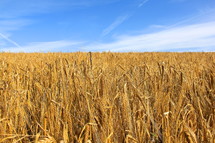 Field of ripe wheat against bright blue sky