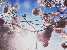 spring flower blossoms 
