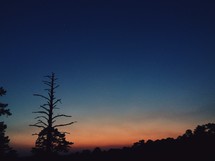 silhouette of a bare tree at sunset 