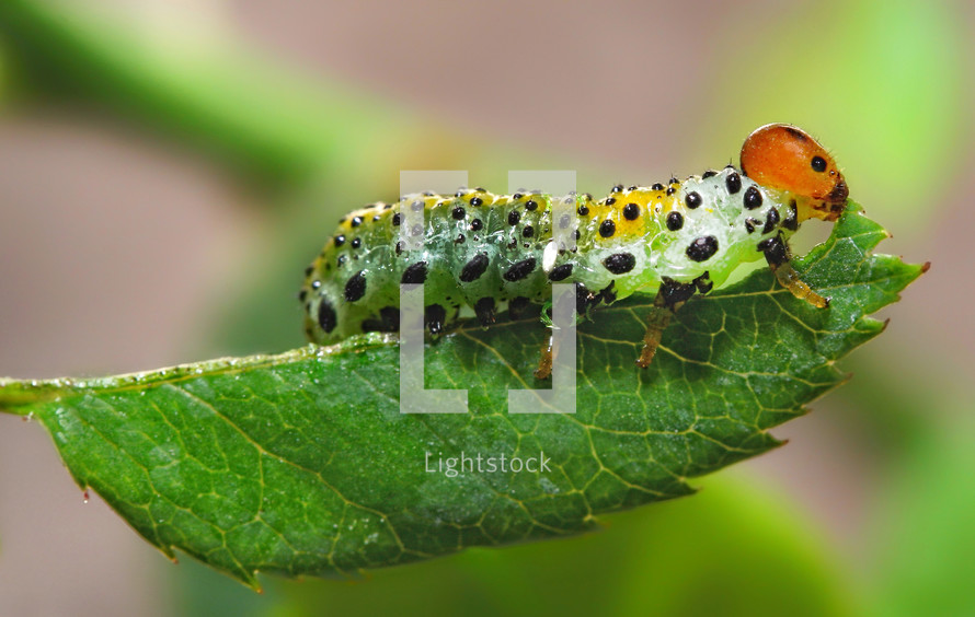 Macro of a caterpillar eating a leaf.
