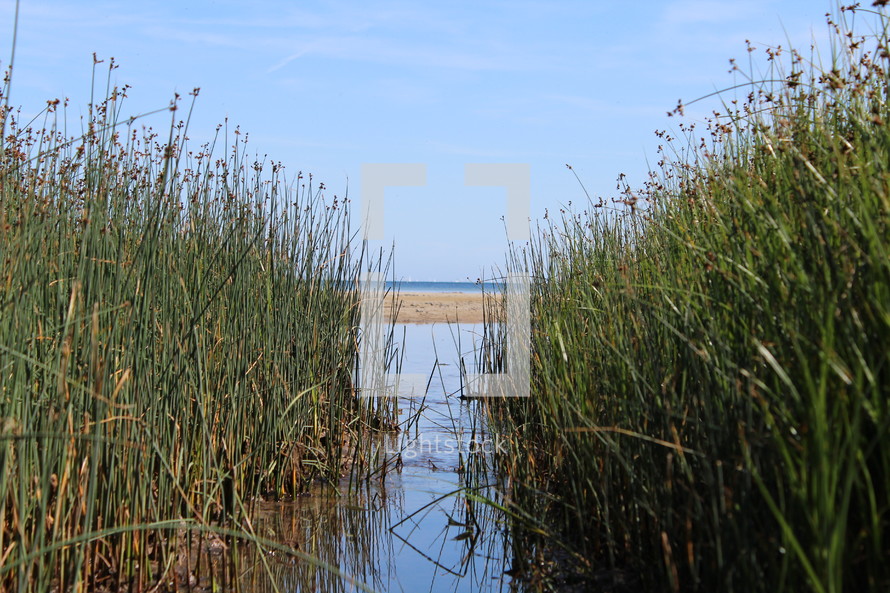 reeds around a lake shore 