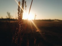 sunburst behind golden wheat 