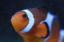 clown fish 