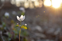 sunlight on a white flower 