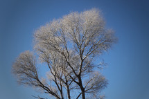 ice on a winter tree 