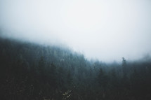 dense fog in a mountain forest 