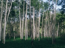 A grove of aspen trees.