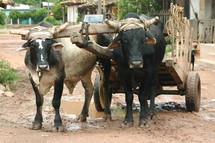 oxen pulling a wagon through muddy street 