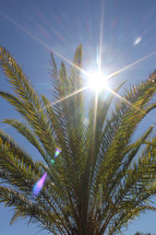 sunburst over a palm tree