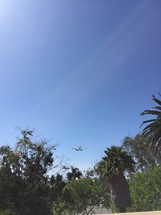 A plane flying low over trees.